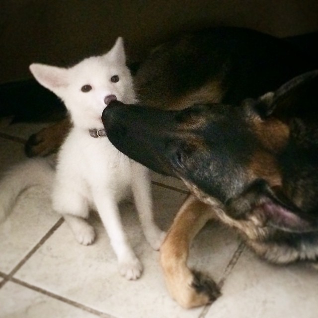 cachorro-zorro-blanco-rylai (16)