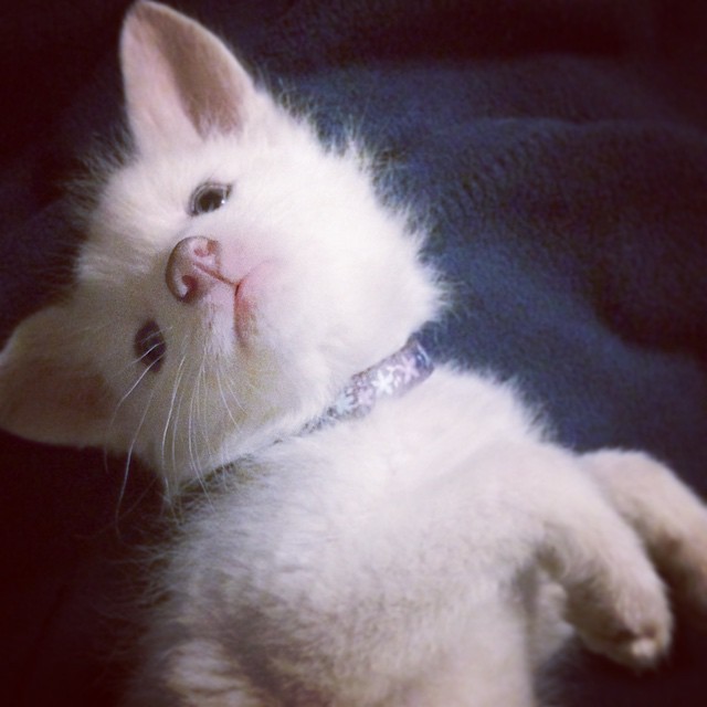 cachorro-zorro-blanco-rylai (18)