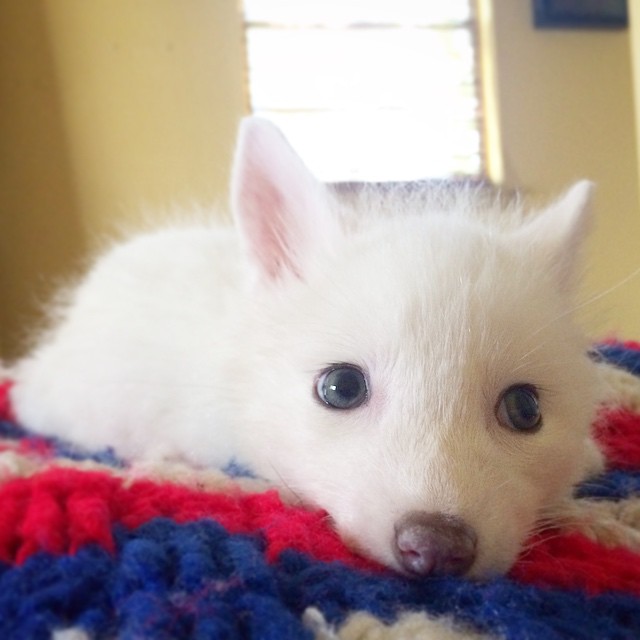 cachorro-zorro-blanco-rylai (2)