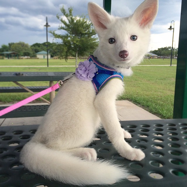 cachorro-zorro-blanco-rylai (3)