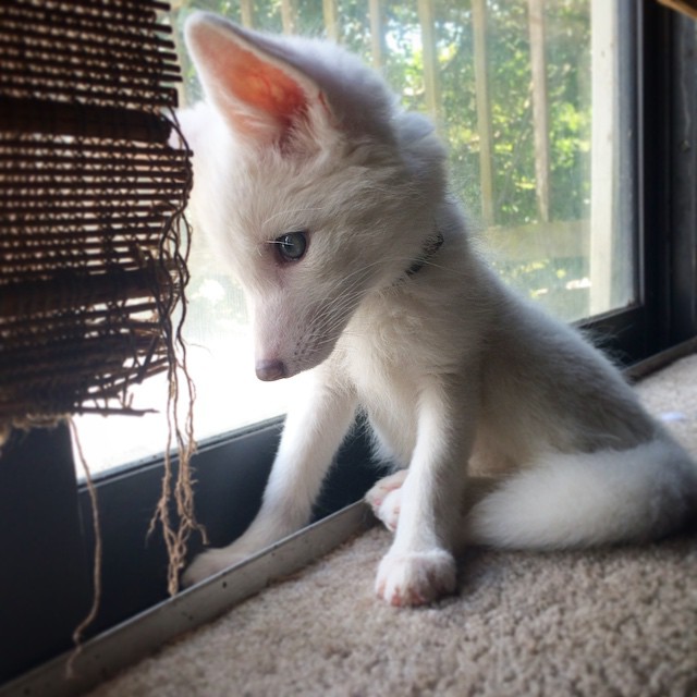 cachorro-zorro-blanco-rylai (4)