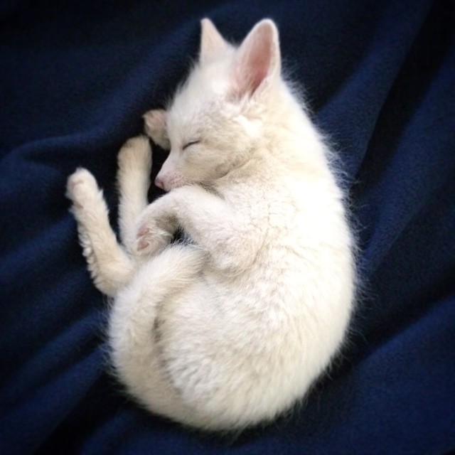 cachorro-zorro-blanco-rylai (7)