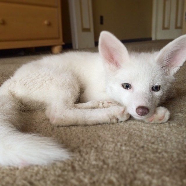 cachorro-zorro-blanco-rylai (9)