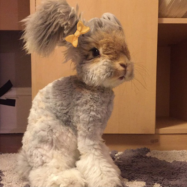 corte-pelo-orejas-conejo-angora-wally (1)
