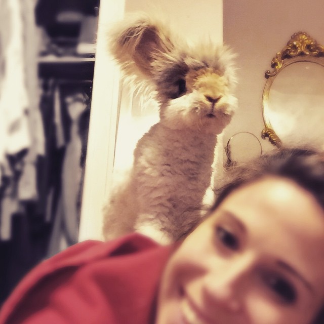 corte-pelo-orejas-conejo-angora-wally (10)