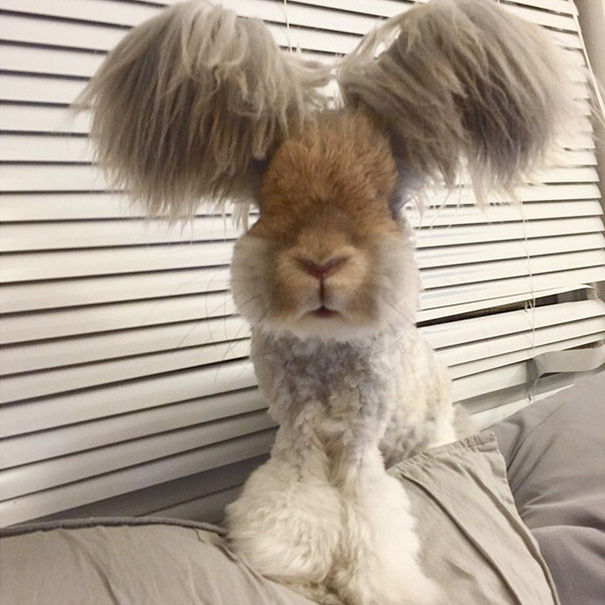 corte-pelo-orejas-conejo-angora-wally (2)