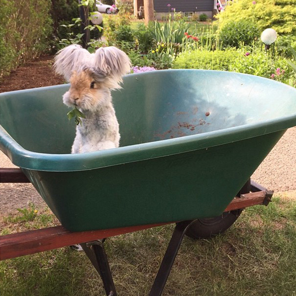 corte-pelo-orejas-conejo-angora-wally (3)