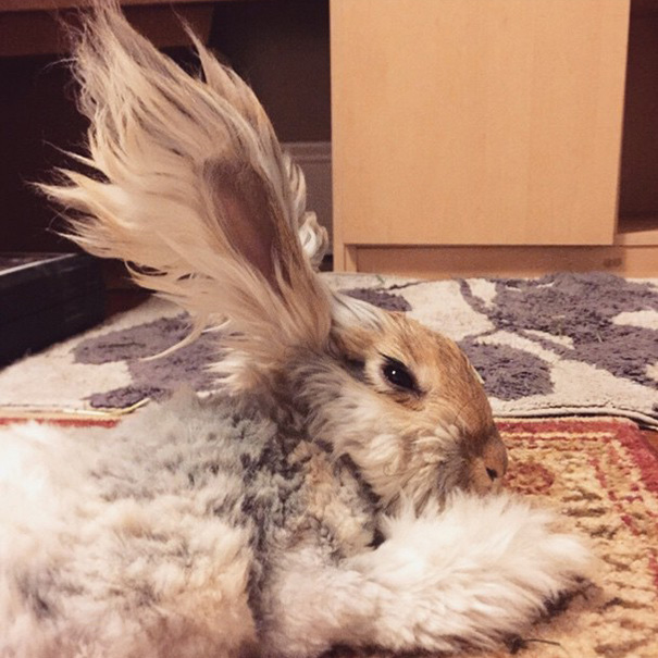 corte-pelo-orejas-conejo-angora-wally (4)