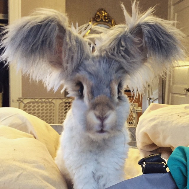 corte-pelo-orejas-conejo-angora-wally (5)
