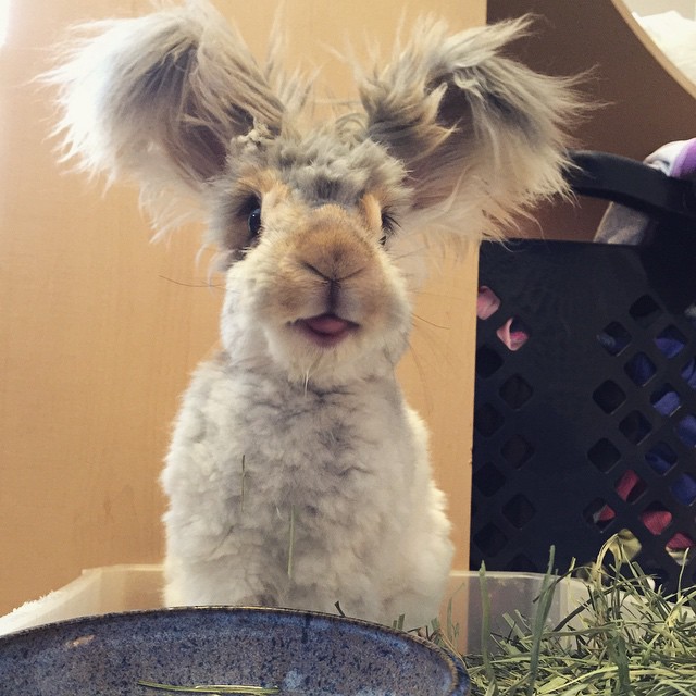 corte-pelo-orejas-conejo-angora-wally (6)