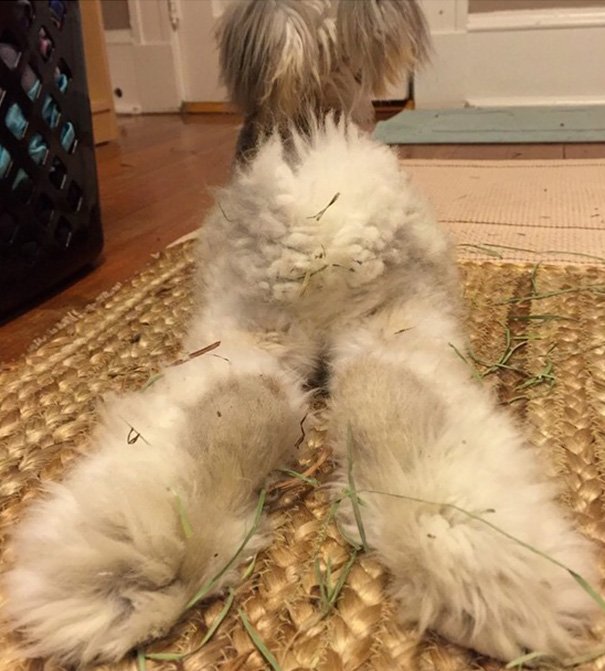 corte-pelo-orejas-conejo-angora-wally (8)
