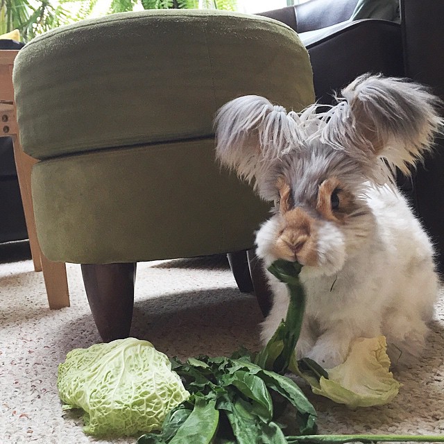 corte-pelo-orejas-conejo-angora-wally (9)