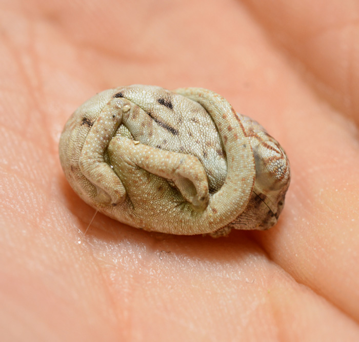 cria-camaleon-pantera-recien-nacido-forma-huevo (3)