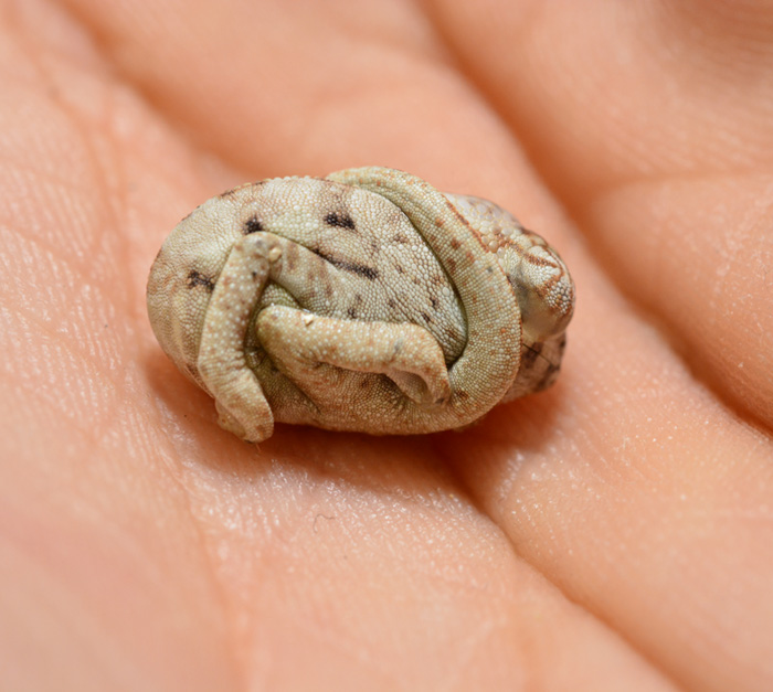 cria-camaleon-pantera-recien-nacido-forma-huevo (4)