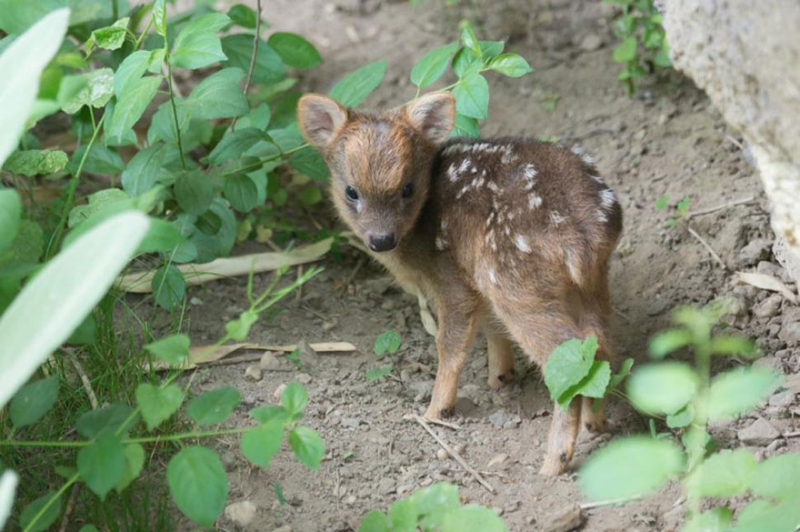 cria-ciervo-pudu-diminuto-zoo-queens (1)