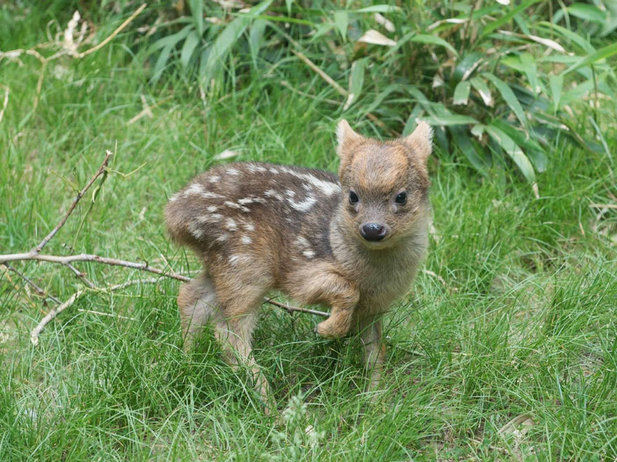 cria-ciervo-pudu-diminuto-zoo-queens (2)