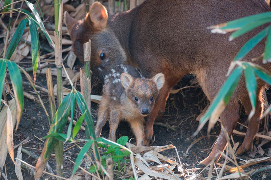 cria-ciervo-pudu-diminuto-zoo-queens (3)