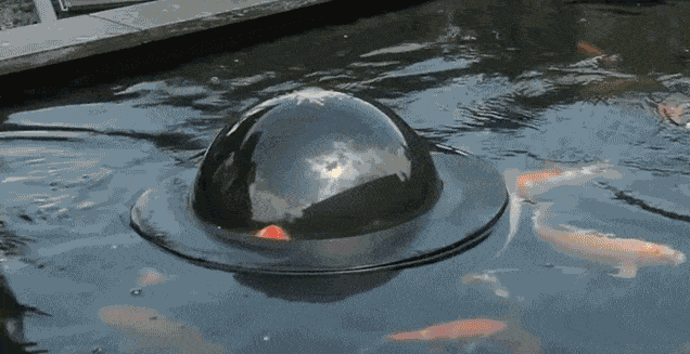 cupula-flotante-peces-koi-velda (1)