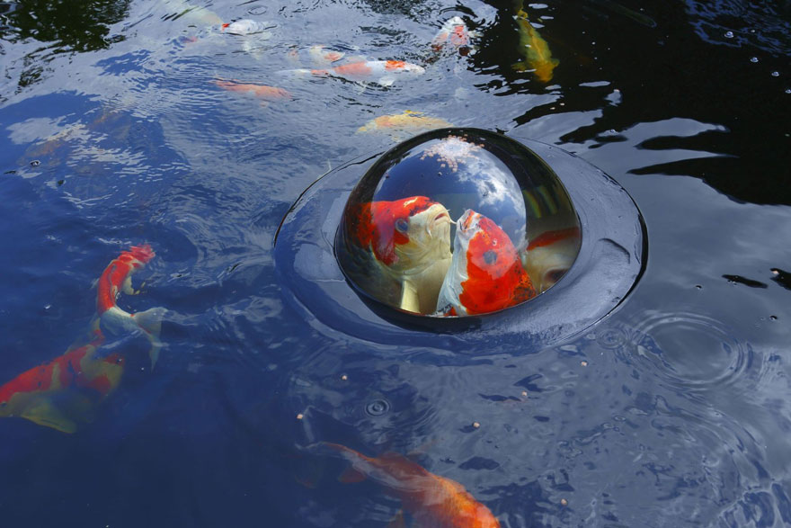 cupula-flotante-peces-koi-velda (3)