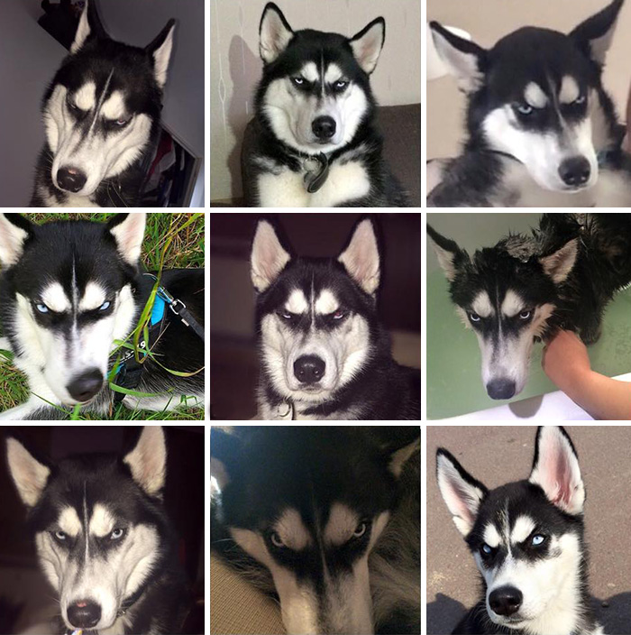 expresion-facial-perro-husky-traicionado-anuko-jasmine-milton (2)