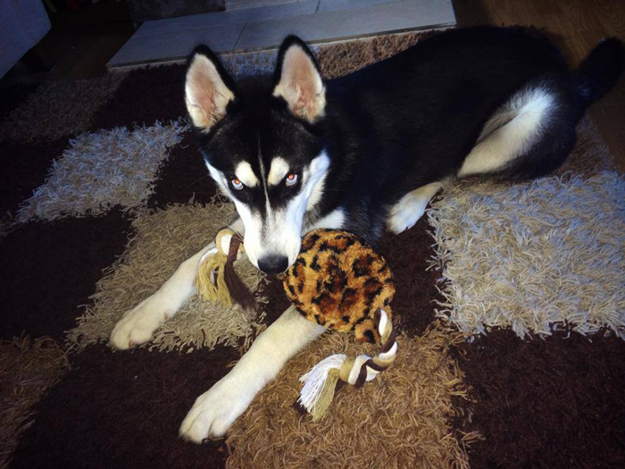 expresion-facial-perro-husky-traicionado-anuko-jasmine-milton (3)