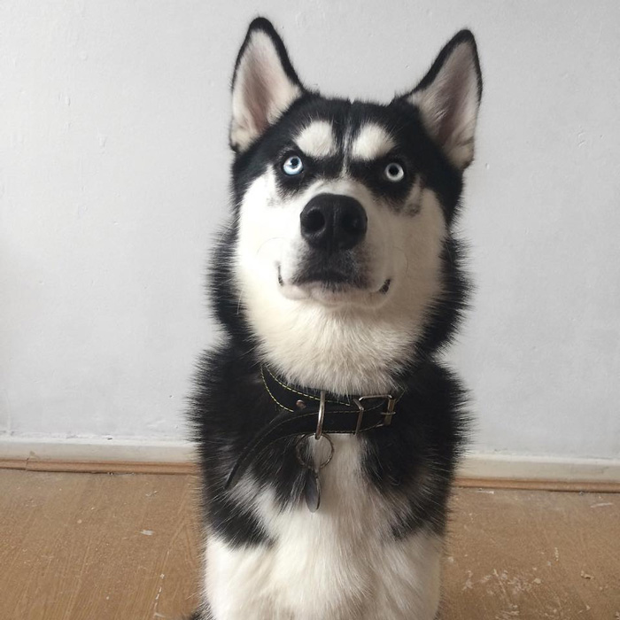 expresion-facial-perro-husky-traicionado-anuko-jasmine-milton (5)