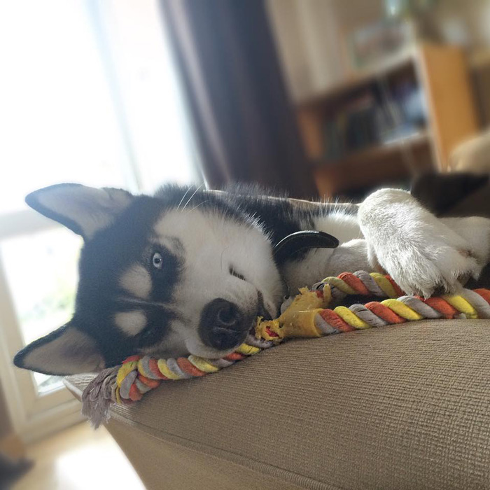 expresion-facial-perro-husky-traicionado-anuko-jasmine-milton (6)