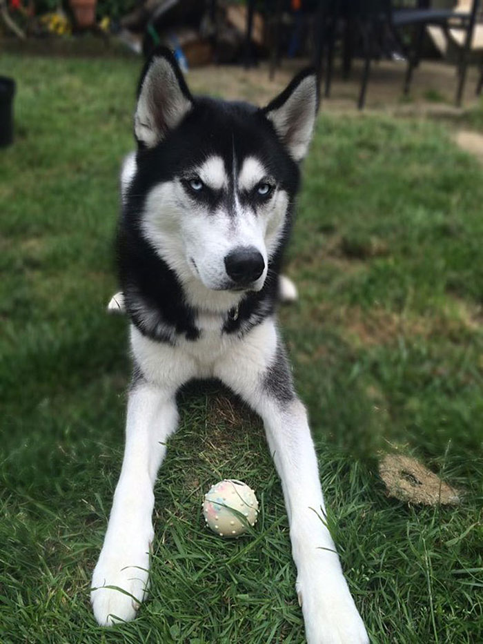 expresion-facial-perro-husky-traicionado-anuko-jasmine-milton (7)