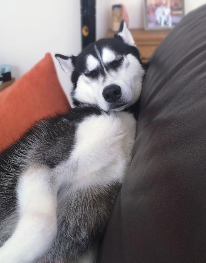 expresion-facial-perro-husky-traicionado-anuko-jasmine-milton (8)