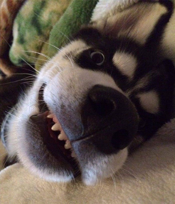 expresion-facial-perro-husky-traicionado-anuko-jasmine-milton (9)