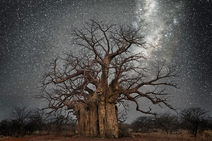 fotos-arboles-viejos-noche-estrellas-beth-moon (1)
