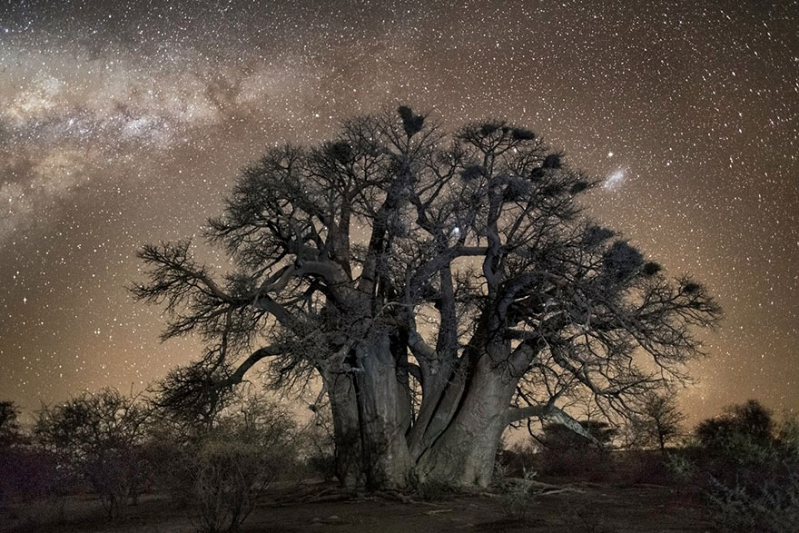 fotos-arboles-viejos-noche-estrellas-beth-moon (10)