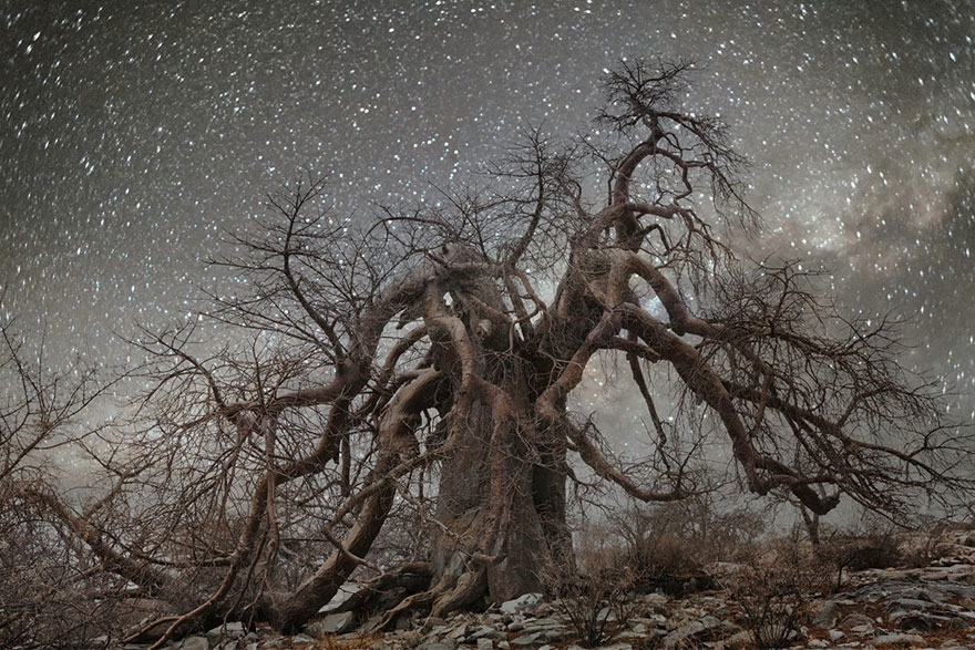 fotos-arboles-viejos-noche-estrellas-beth-moon (11)