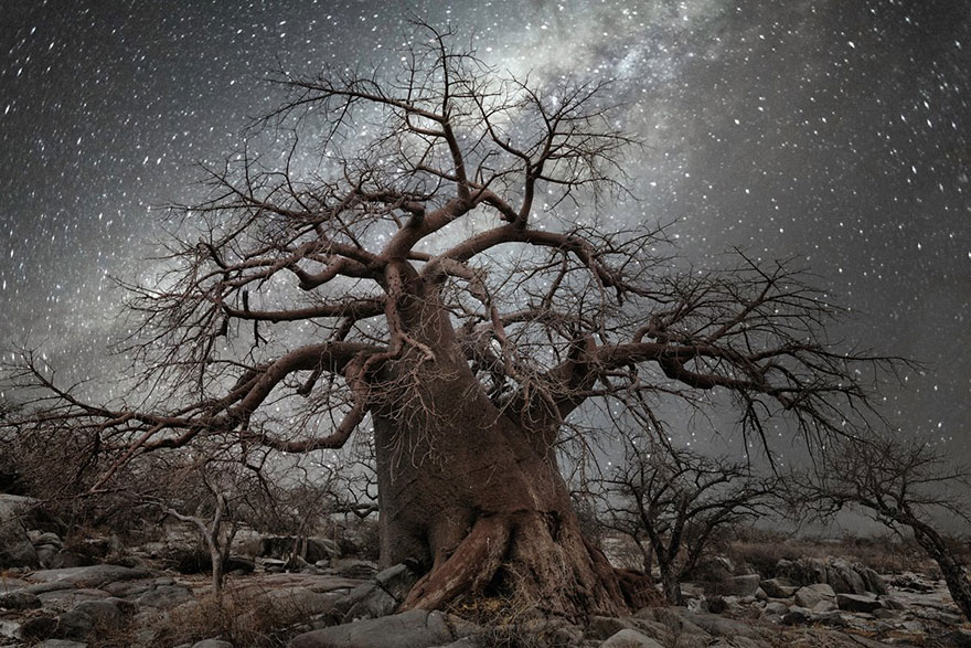fotos-arboles-viejos-noche-estrellas-beth-moon (3)
