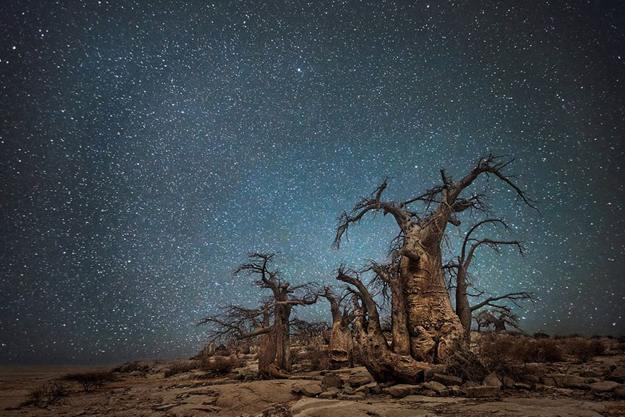 fotos-arboles-viejos-noche-estrellas-beth-moon (4)