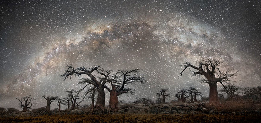 fotos-arboles-viejos-noche-estrellas-beth-moon (5)