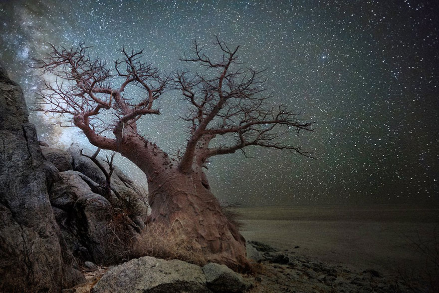 fotos-arboles-viejos-noche-estrellas-beth-moon (6)
