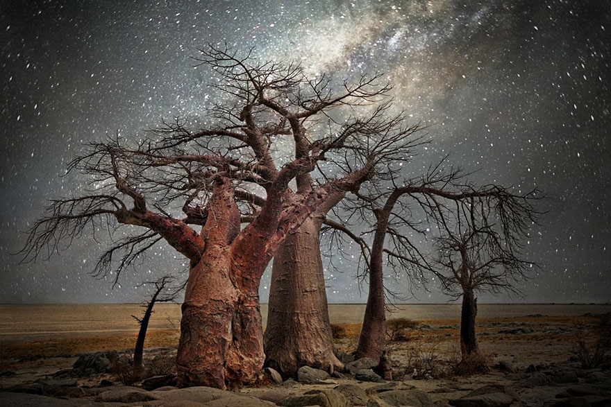 fotos-arboles-viejos-noche-estrellas-beth-moon (7)