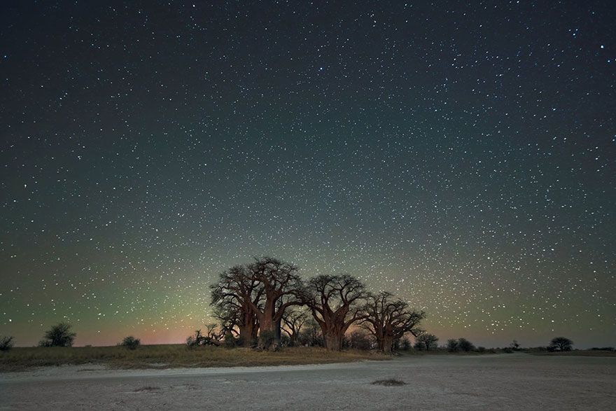 fotos-arboles-viejos-noche-estrellas-beth-moon (8)