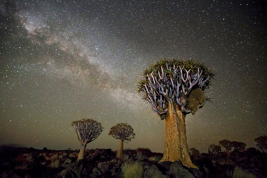 fotos-arboles-viejos-noche-estrellas-beth-moon (9)