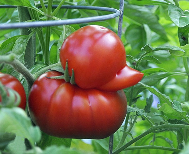 frutas-verduras-de-formas-raras (17)