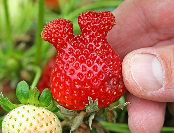 frutas-verduras-de-formas-raras (23)