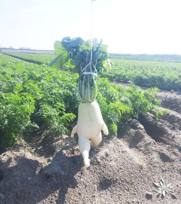 frutas-verduras-de-formas-raras (6)