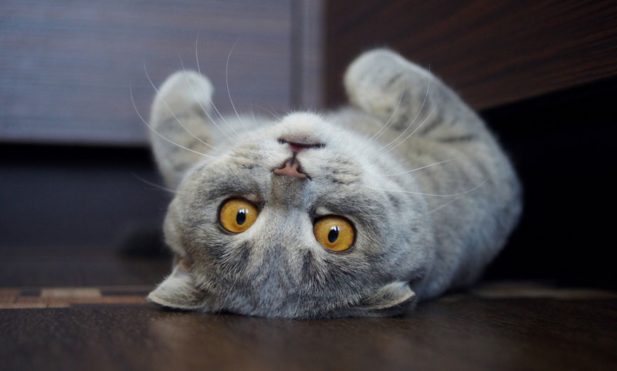 gato-lengua-fuera-melissa-alina-esther (1)