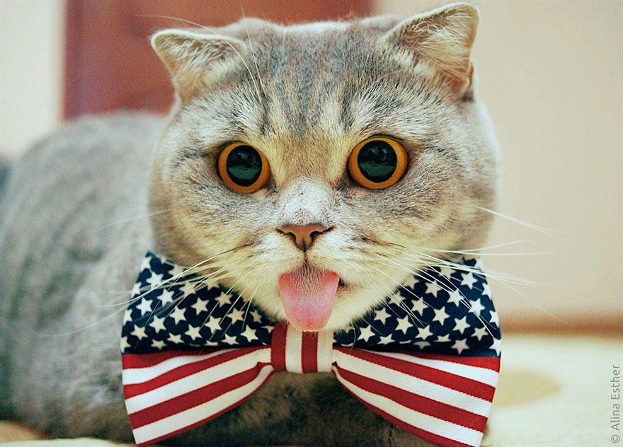 gato-lengua-fuera-melissa-alina-esther (2)