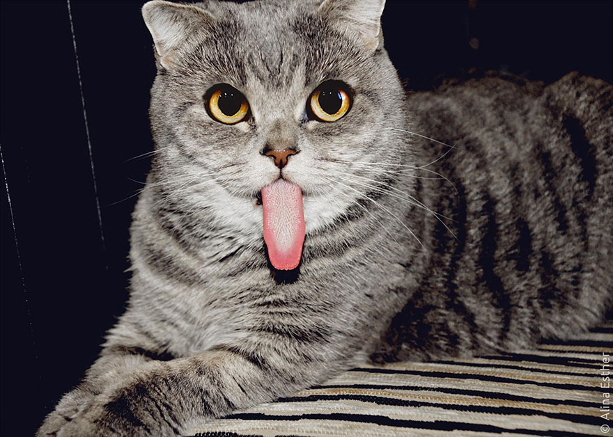 gato-lengua-fuera-melissa-alina-esther (3)