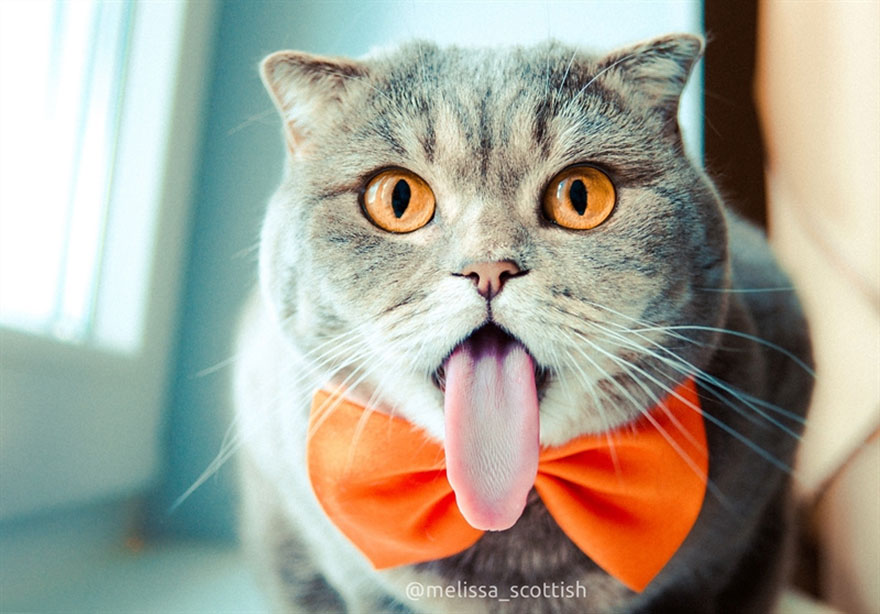 gato-lengua-fuera-melissa-alina-esther (4)