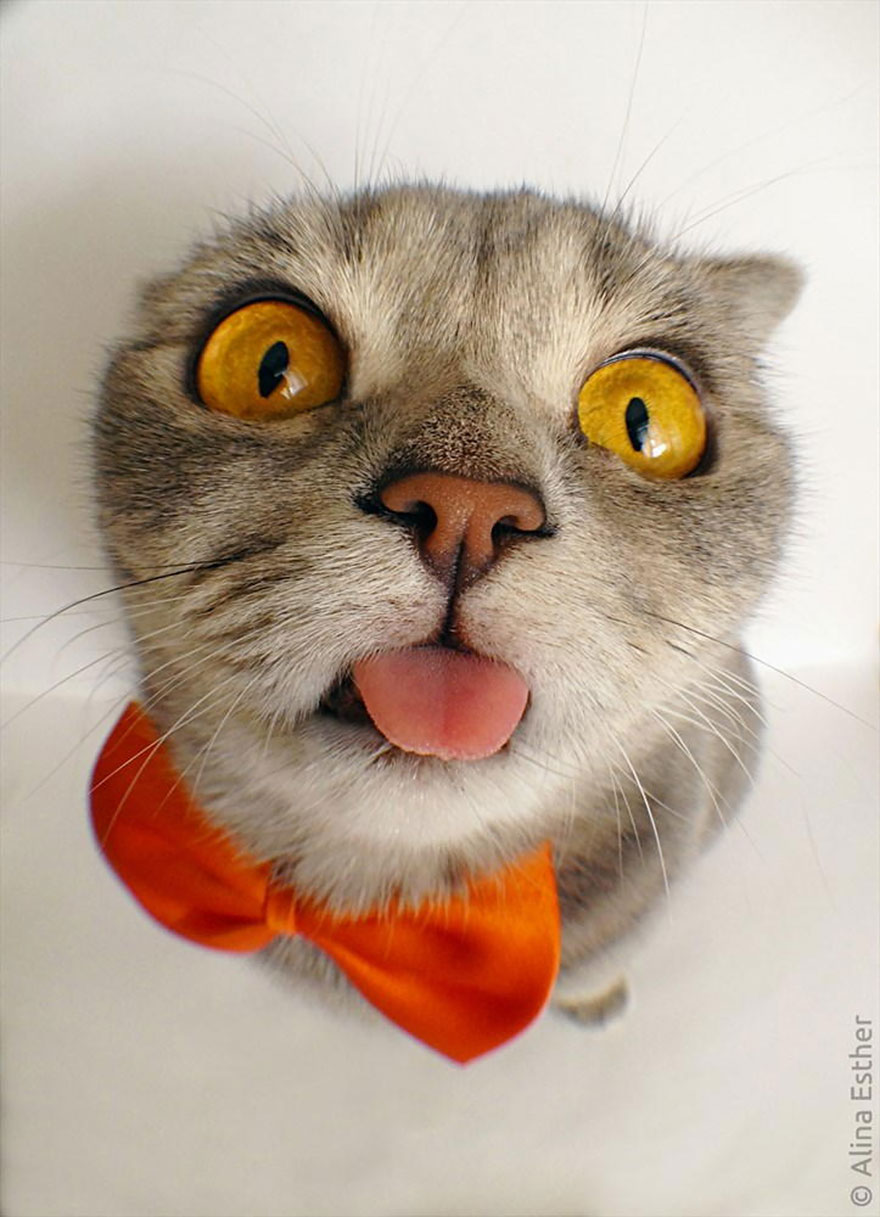 gato-lengua-fuera-melissa-alina-esther (6)