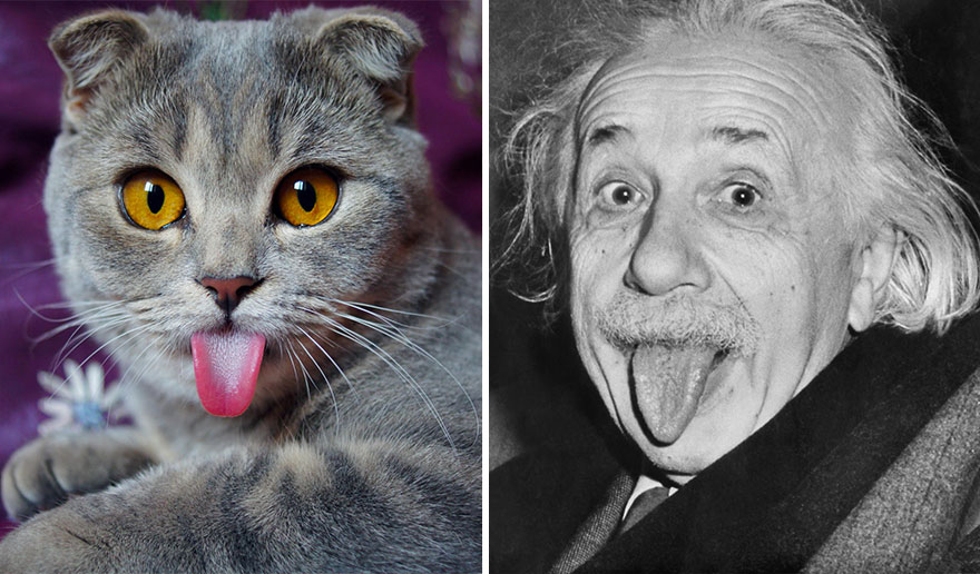gato-lengua-fuera-melissa-alina-esther (7)