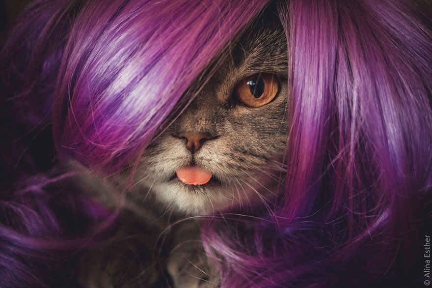 gato-lengua-fuera-melissa-alina-esther (8)